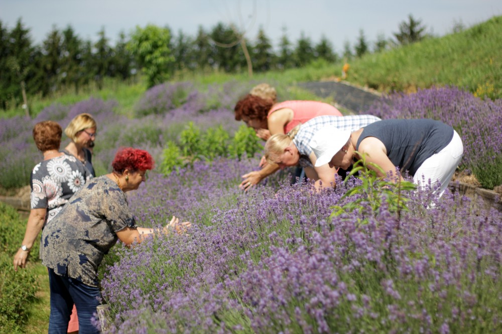 Make your own herbal garden